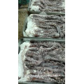 frozen squid tentacle giant squid cleaned 2019